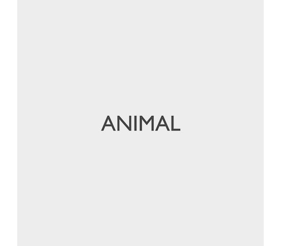 logo galeria animal